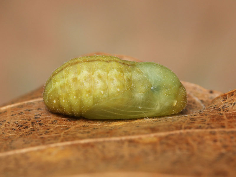 ベニシジミの蛹