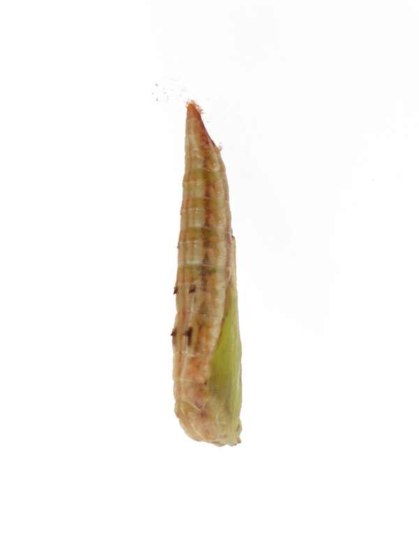uhEgo