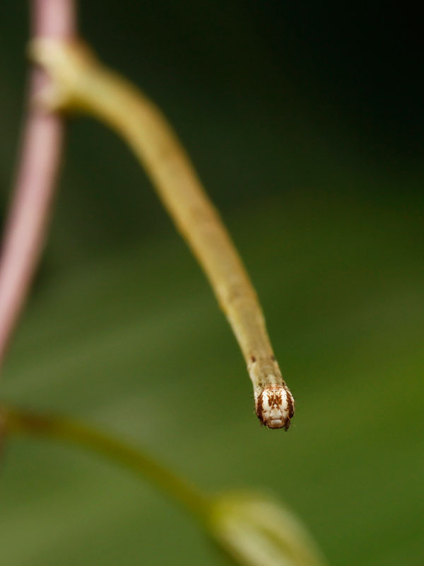フタナミトビヒメシャクの幼虫