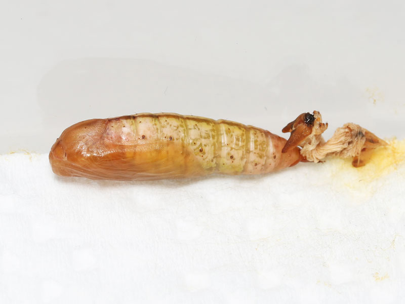 ヒロバツバメアオシャクの蛹