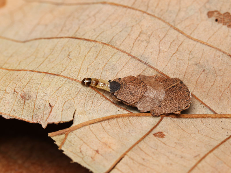 ホソオビヒゲナガの幼虫