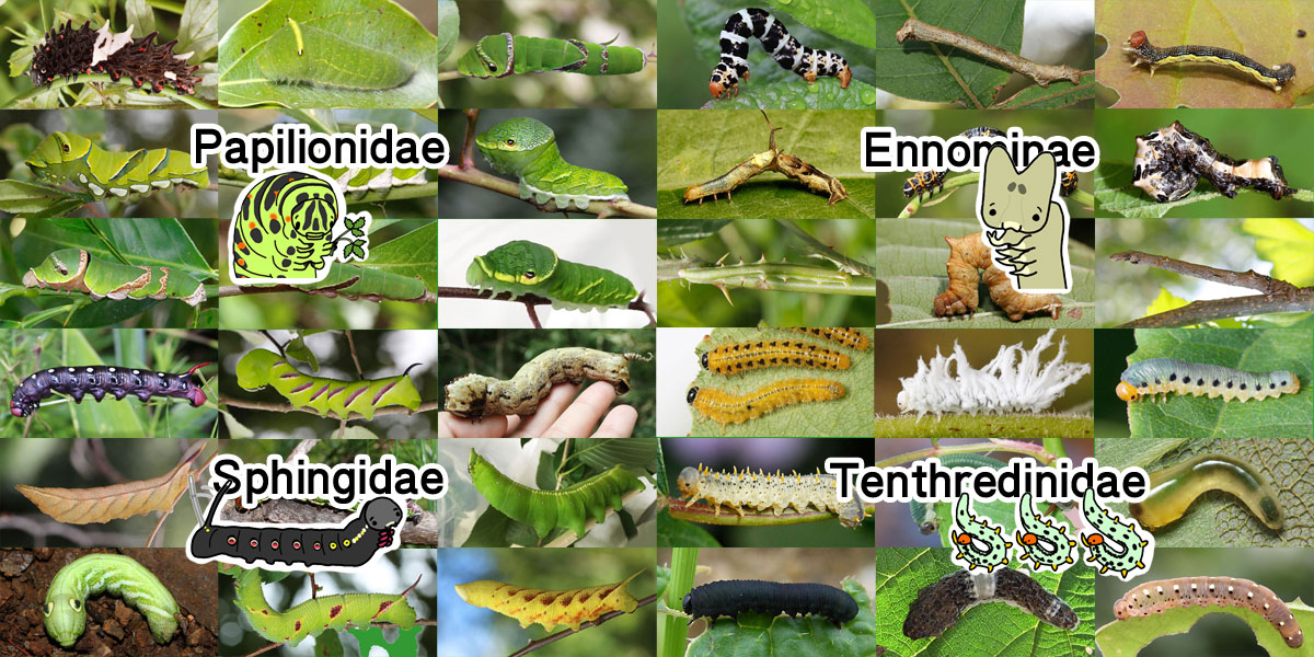 分類から探せる イモムシ ケムシ図鑑