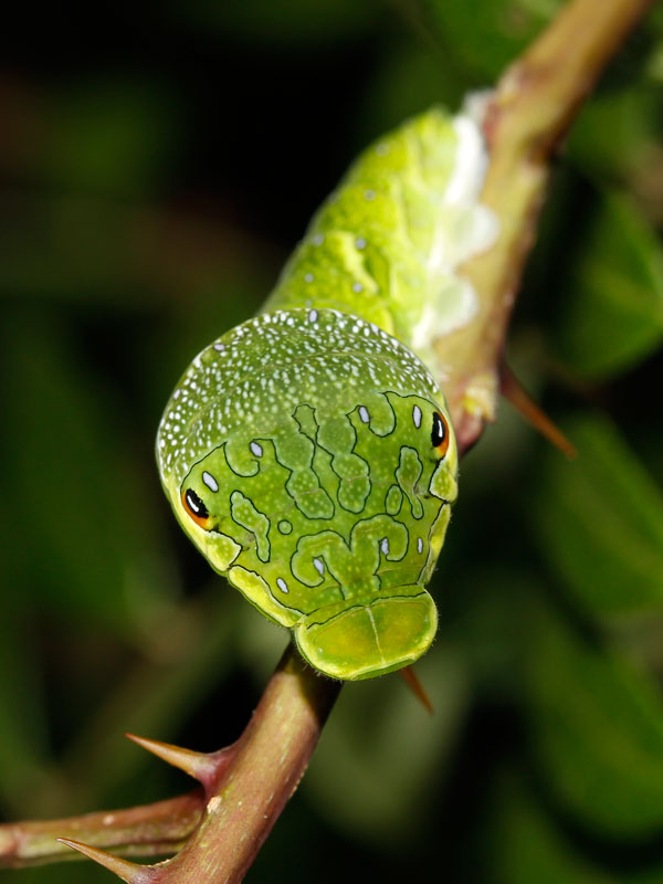 カラスアゲハの幼虫