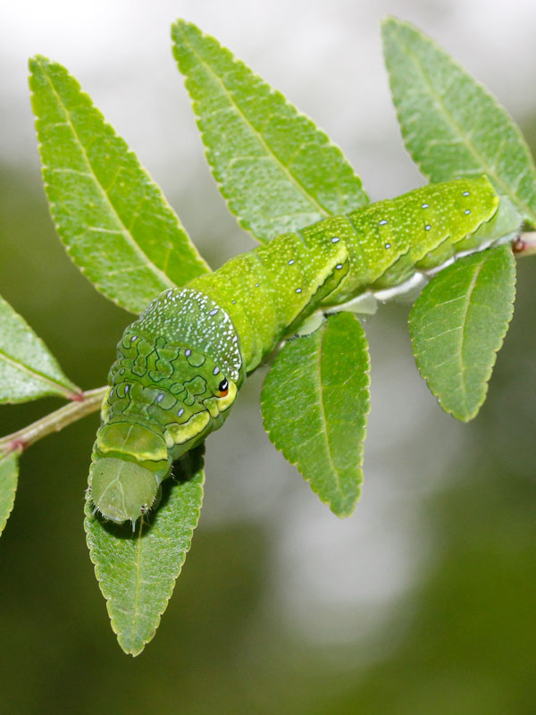 アゲハ幼虫の餌 天然 カラスザンショウ 幼木、若木 新鮮 枝付き葉っぱ 100枚 価格比較