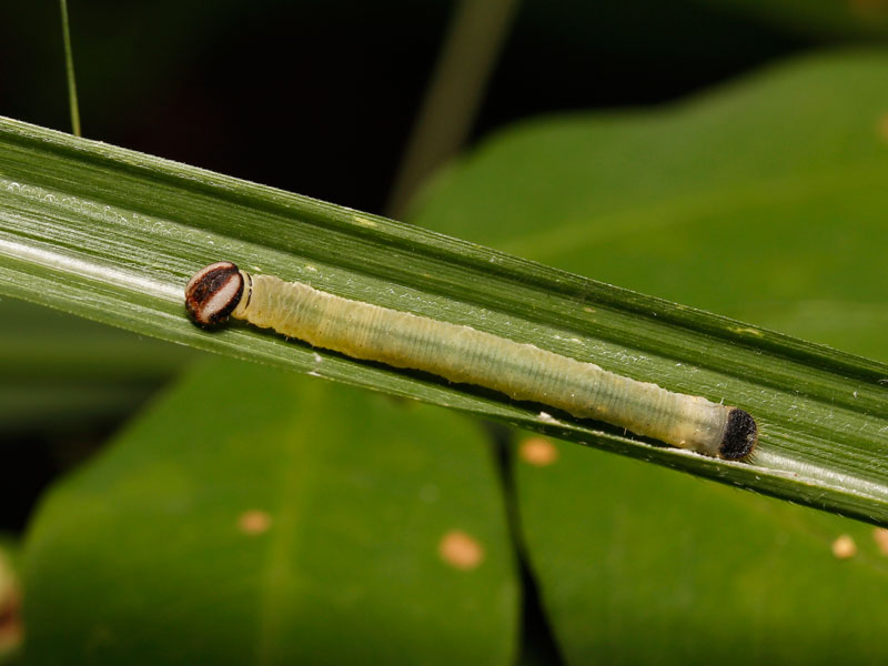 キマダラセセリの幼虫
