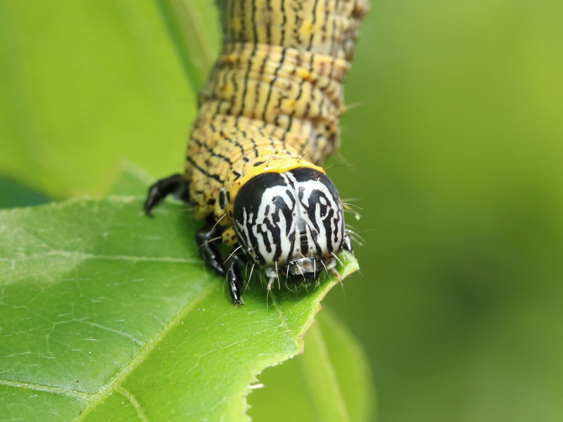 キシタバの幼虫