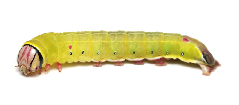 クロシタシャチホコの幼虫