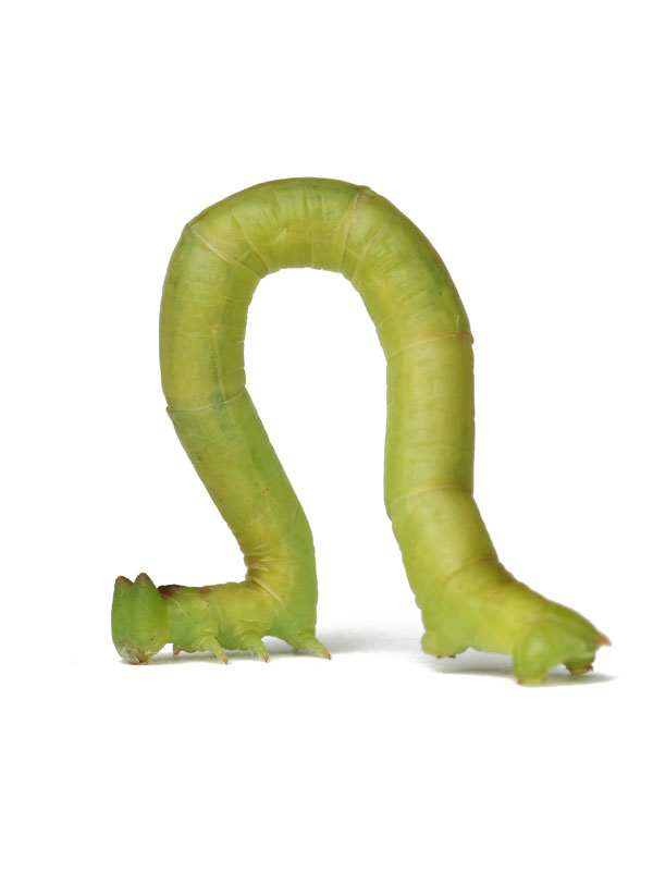 NXAIVN̗c