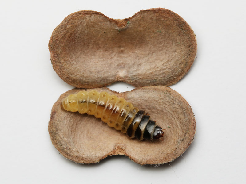マダラマルハヒロズコガの幼虫