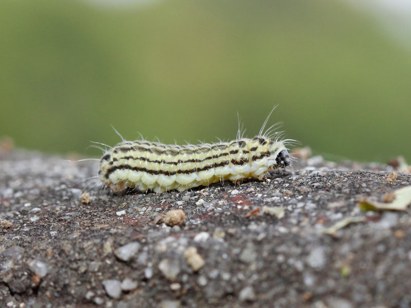 ミノウスバの幼虫