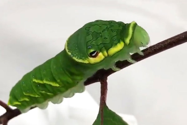 ミヤマカラスアゲハの幼虫