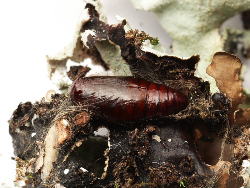 �����N���x�j�R�P�K���