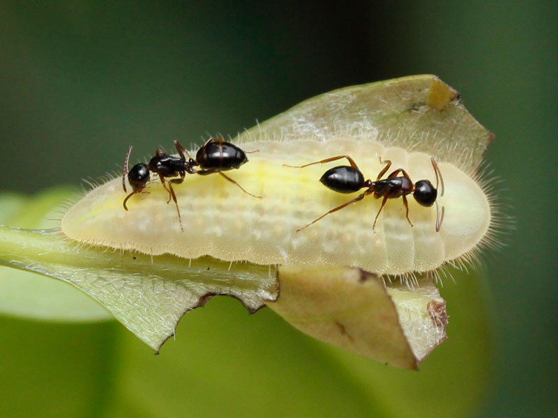 ムラサキシジミの幼虫