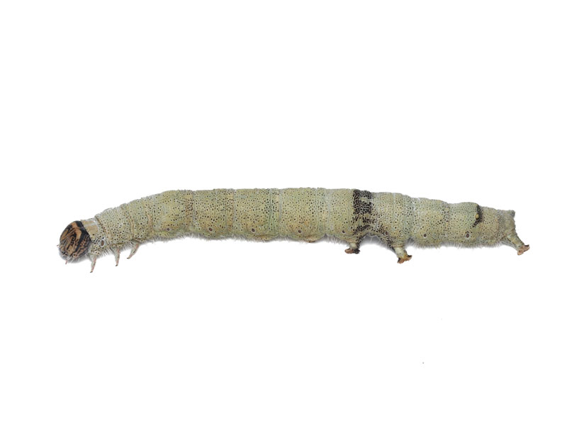 ムラサキシタバの幼虫