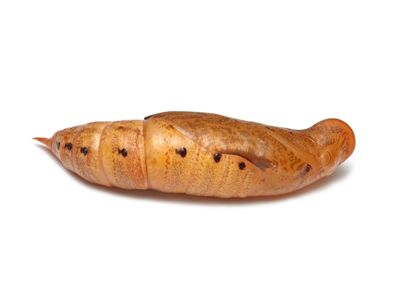 lOzEWN