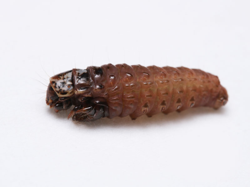 ニトベミノガの幼虫