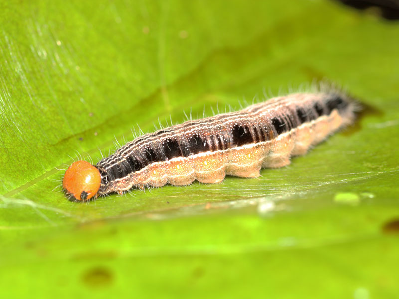 オキナワビロウドセセリの幼虫