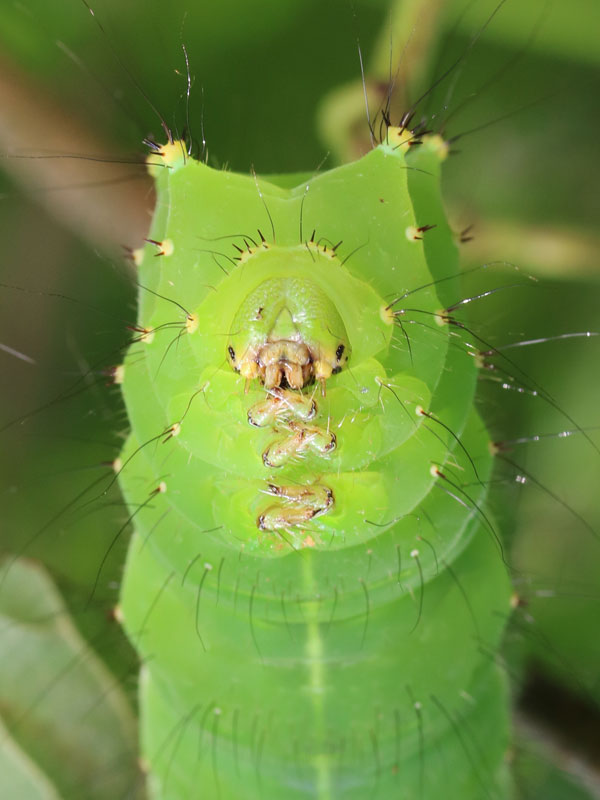 オナガミズアオの幼虫