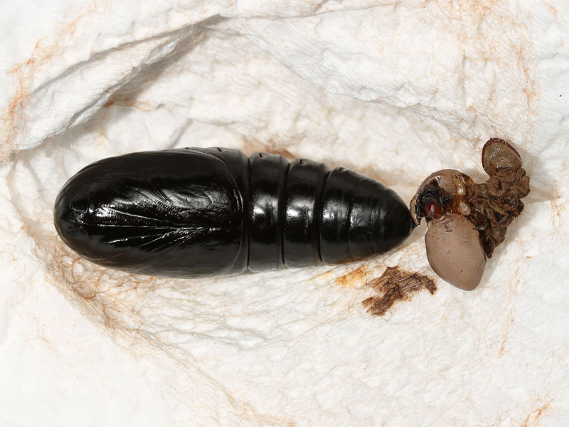 セダカシャチホコの蛹
