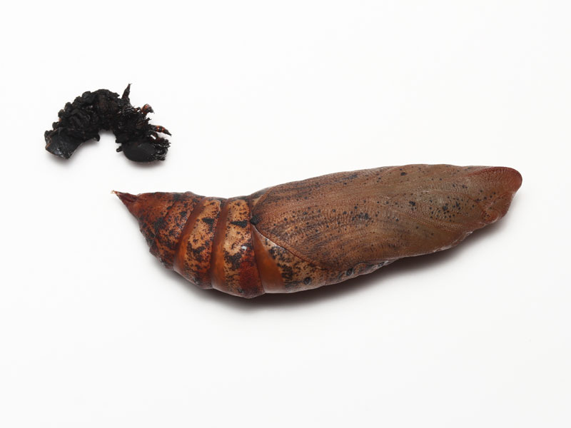 セスジスズメの蛹
