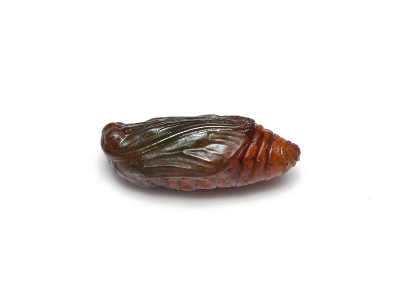 VIrtVŃ