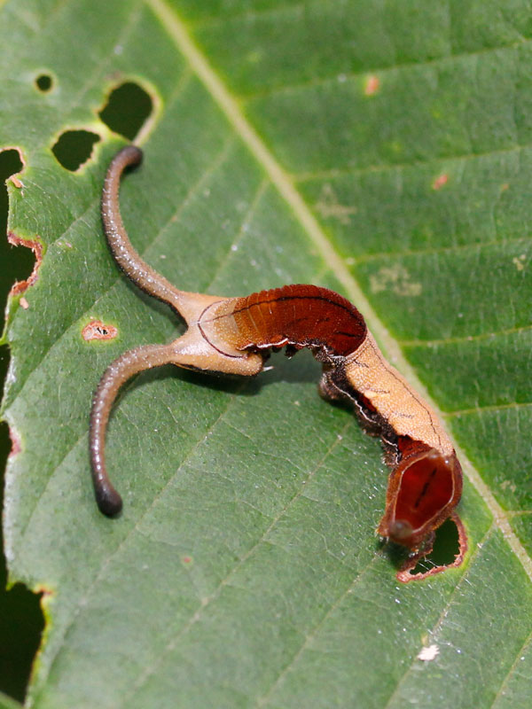 スミナガシの幼虫