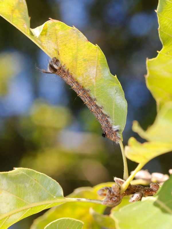 タカサゴツマキシャチホコの幼虫
