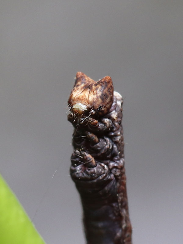トビモンオオエダシャクの幼虫