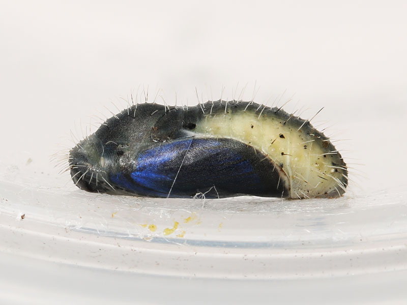 ツバメシジミの蛹（羽化直前）
