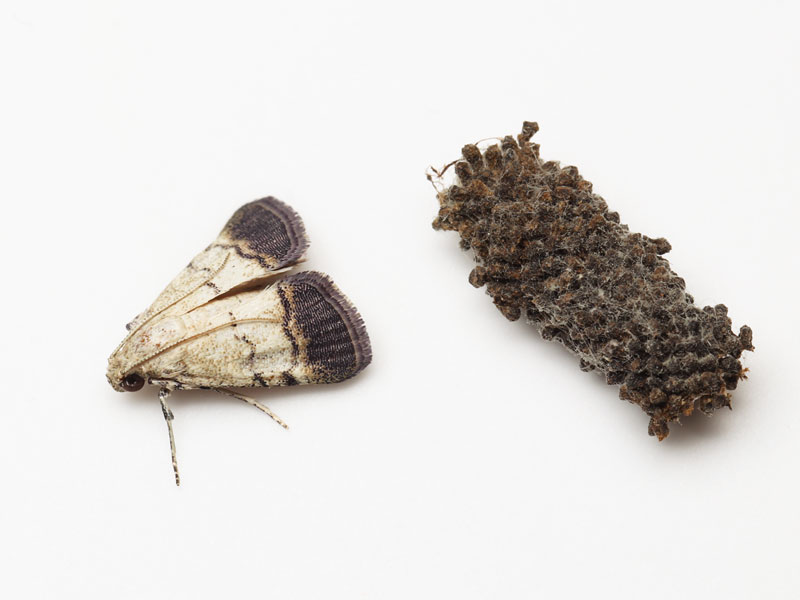 ツマグロフトメイガの成虫と蛹室として使われた巣の断片